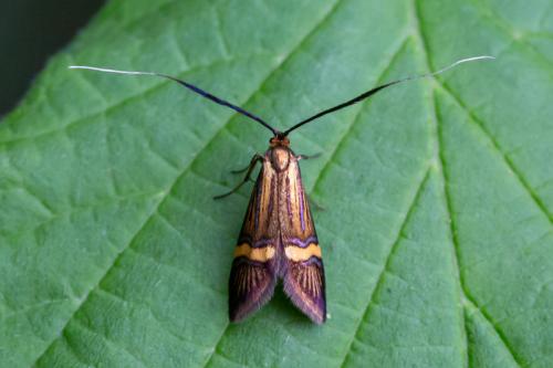 Réf. 295 705 : Nemophora degeerella